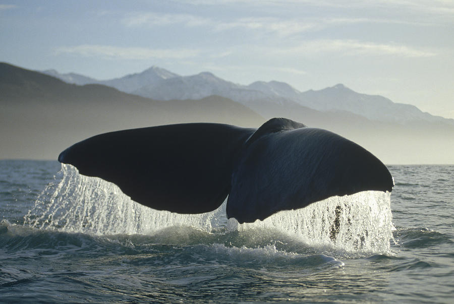 Private Kaikoura Whale Watch - Photo 1 of 11